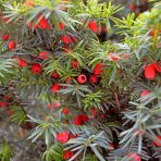 Tis obyčajný (Taxus baccata) ´DAVID´ - výška 15-25 cm, kont. C2L